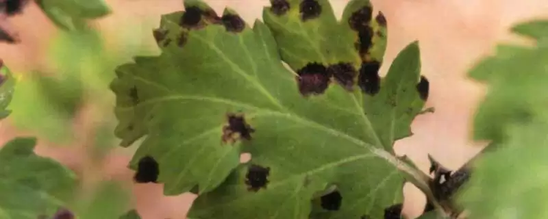 如何防治菊花黑斑病？养护菊花防治黑斑病要采用哪些防治方法？-会东网