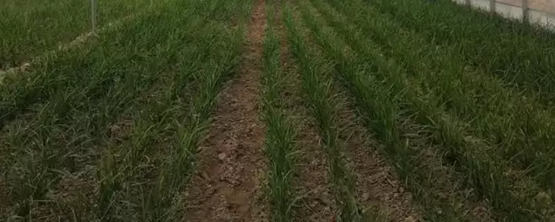让韭菜越长越粗的方法？养护韭菜使其粗壮要掌握哪些从施肥到收割的管理要点？-会东网