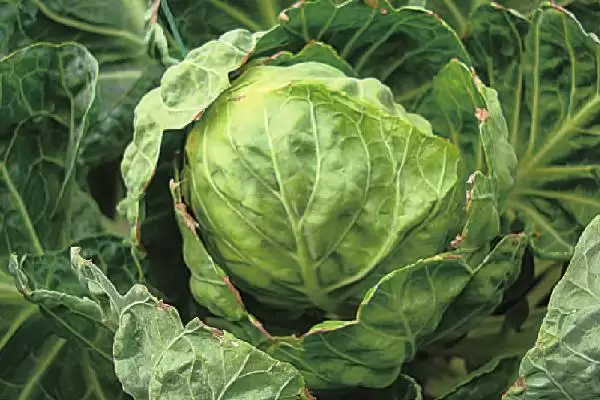 如何识别甘蓝缺钙症?种植甘蓝识别缺钙症要掌握哪些判断方法?插图1 如何识别甘蓝缺钙症?种植甘蓝识别缺钙症要掌握哪些判断方法?插图1