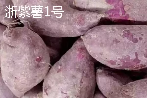 紫薯品种的种类和要点？了解紫薯品种需关注哪些关键信息？插图6