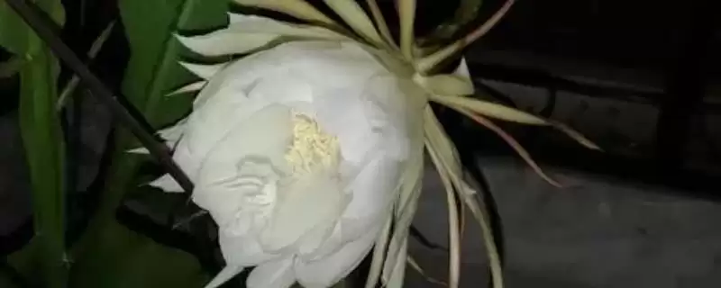 昙花什么时候开花？了解昙花开花时间要关注哪些生长周期和环境影响要点？-会东网