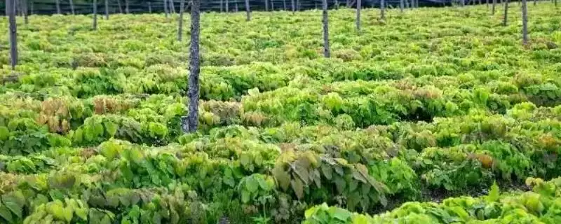 了解霪羊藿亩产斤数的方法和重点？了解霪羊藿亩产斤数要做好哪些细节？-会东网