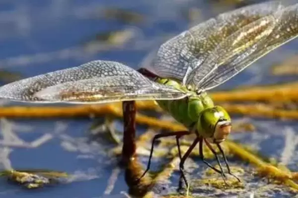 动物界的“眼王”：蜻蜓拥有超多眼睛的神奇秘密插图3