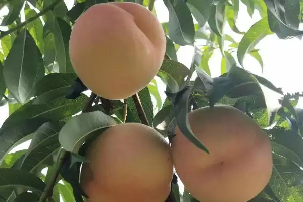 了解早红桃成熟月份的方法和重点?了解早红桃成熟月份要做好哪些细节?插图5 了解早红桃成熟月份的方法和重点?了解早红桃成熟月份要做好哪些细节?插图5