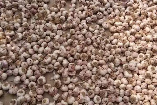 种植大蒜前的拌药种类和作用？种植大蒜拌药需注意哪些要点？插图3