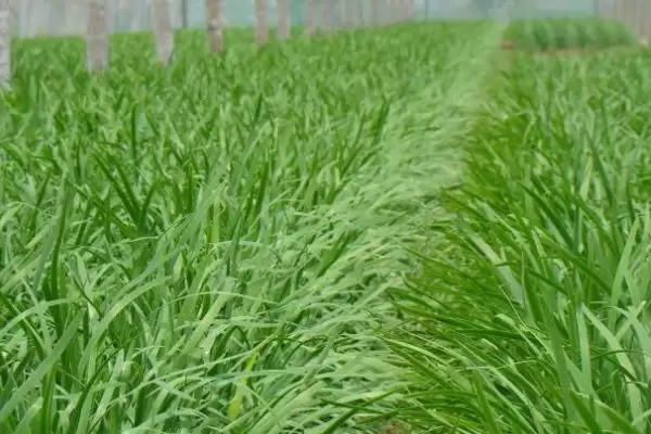 让韭菜越长越粗的方法？养护韭菜使其粗壮要掌握哪些从施肥到收割的管理要点？插图1