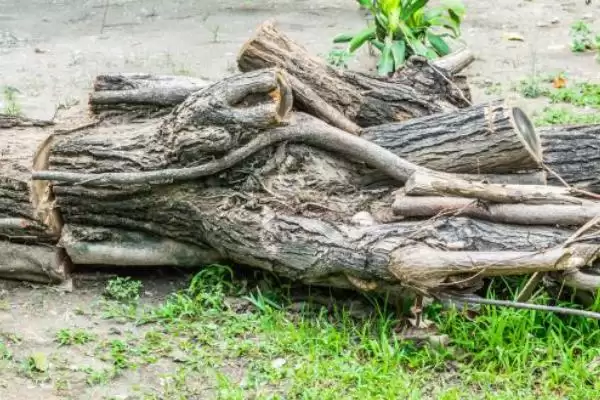 确定养金蝉一亩地种柳树数量的方法和重点？确定养金蝉一亩地种柳树数量要做好哪些细节？插图3