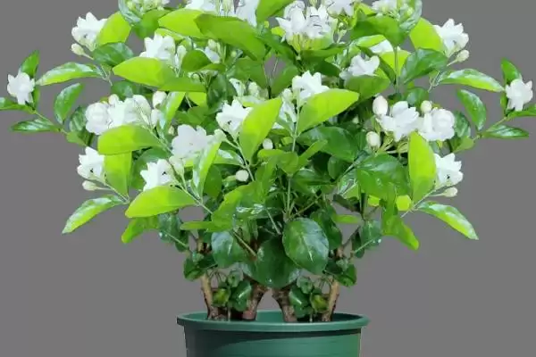 盆栽茉莉花开花时间：养三年左右开花的成长历程插图3