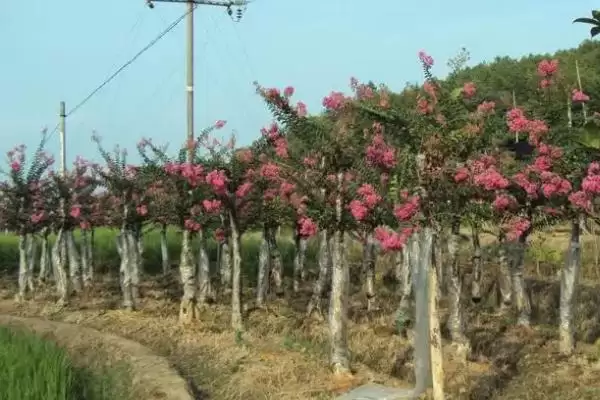 紫薇树的基本介绍和要点？了解紫薇树需关注哪些关键信息？插图7