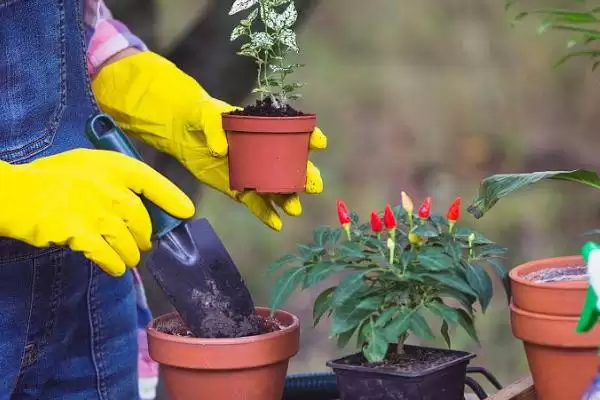 掌握移植花卉技巧的方法和重点？掌握移植花卉技巧要做好哪些细节？插图1