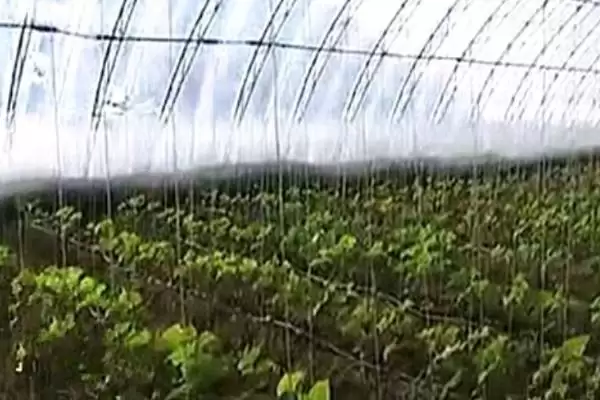 蔬菜大棚上起雾滴怎么办?解决蔬菜大棚起雾滴问题要采取哪些有效措施?插图1 蔬菜大棚上起雾滴怎么办?解决蔬菜大棚起雾滴问题要采取哪些有效措施?插图1