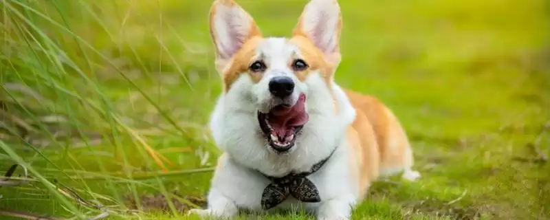 犬瘟热病毒感染源揭秘:病犬和带毒犬的传播风险插图 犬瘟热病毒感染源揭秘:病犬和带毒犬的传播风险插图