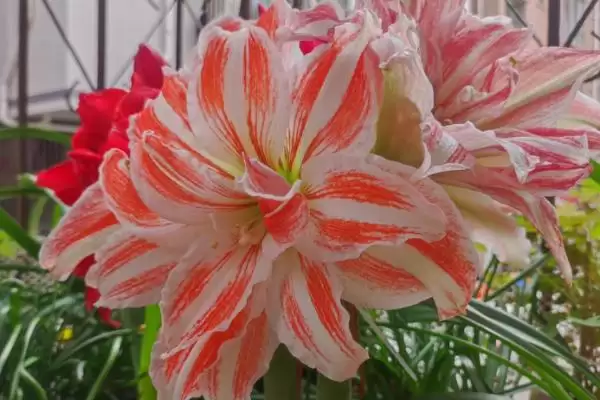 朱顶红12月收到球种植的方法和要点？12月种植朱顶红球需注意什么？插图1