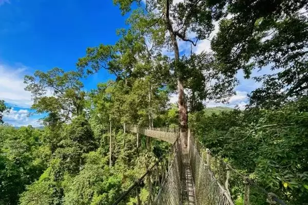 热带雨林有些什么植物？认识热带雨林植物要了解哪些关键信息？插图4