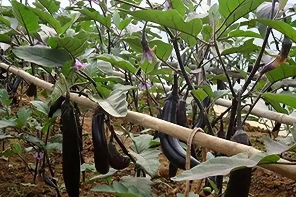 越夏茄子追肥的方法和重点？越夏茄子追肥要做好哪些细节？插图2