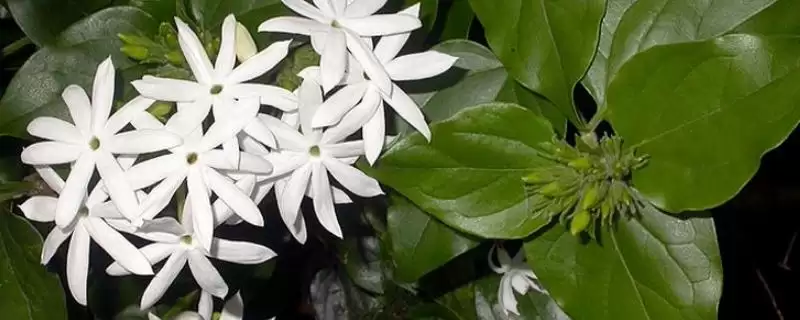毛茉莉与茉莉花有什么区别呢 ,毛茉莉与茉莉花外形和花形不同-会东网