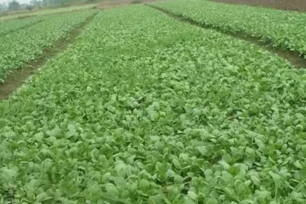 小白菜收获时间的要点和判断?判断小白菜收获时机需注意什么?插图3 小白菜收获时间的要点和判断?判断小白菜收获时机需注意什么?插图3