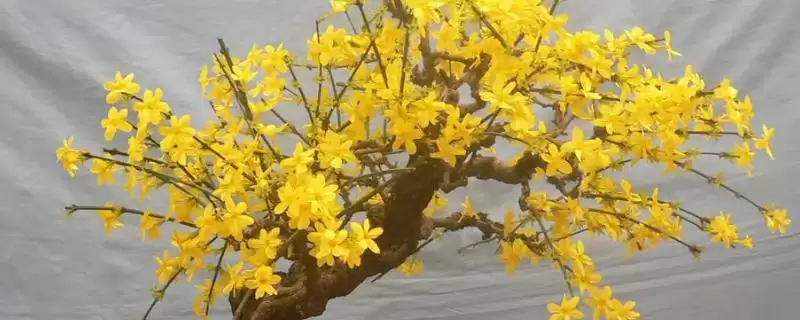 防治迎春花病害的方法和重点?防治迎春花病害要做好哪些细节?-会东网