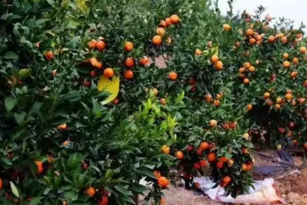 种植柑橘的条件和要点？种植柑橘需满足哪些必要条件？插图3