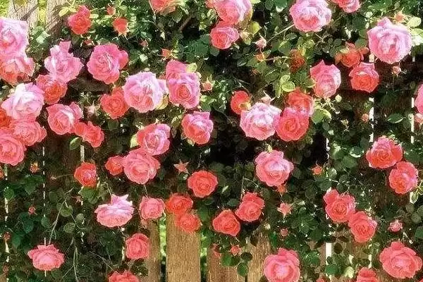 蔷薇花颜色大揭秘:白色、粉色等多种颜色的美丽绽放插图3 蔷薇花颜色大揭秘:白色、粉色等多种颜色的美丽绽放插图3