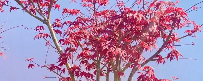 日本红枫的适宜生长温度？养护日本红枫要把控哪些温度要点？-会东网