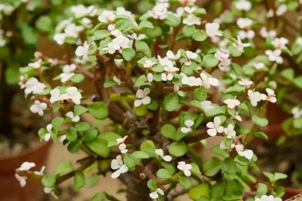 金枝玉叶的花语 ,金枝玉叶这种植物有何花语呢插图7