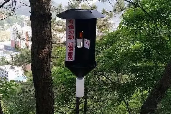 防治茶天牛的方法和重点？防治茶天牛要做好哪些细节？插图2