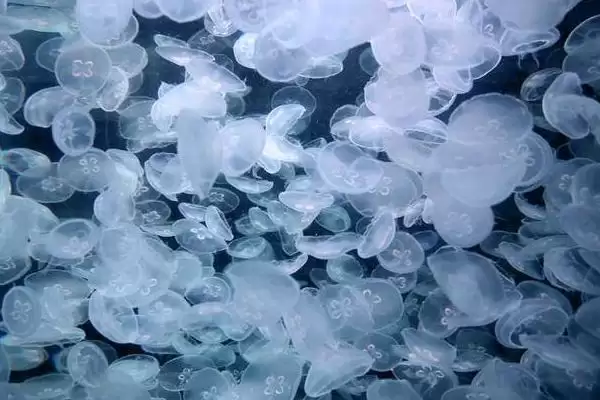 水母可以人工养殖吗？判断水母能否人工养殖要考虑哪些养殖条件和技术要点？插图2