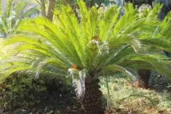 认识云南植物种类的方法和重点？认识云南植物种类要做好哪些细节？插图5
