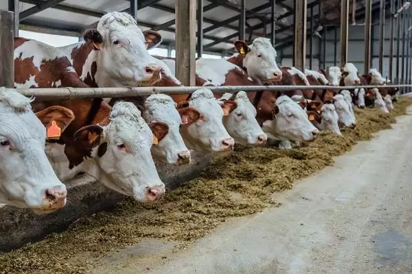 肉牛快速育肥技术？实现肉牛快速育肥要运用哪些有效技术？插图1