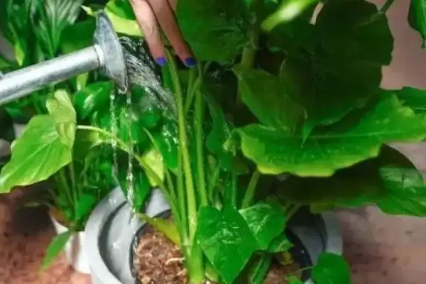 判断烟头水浇花能否杀虫的方法和重点?判断烟头水浇花能否杀虫要做好哪些细节?插图3 判断烟头水浇花能否杀虫的方法和重点?判断烟头水浇花能否杀虫要做好哪些细节?插图3