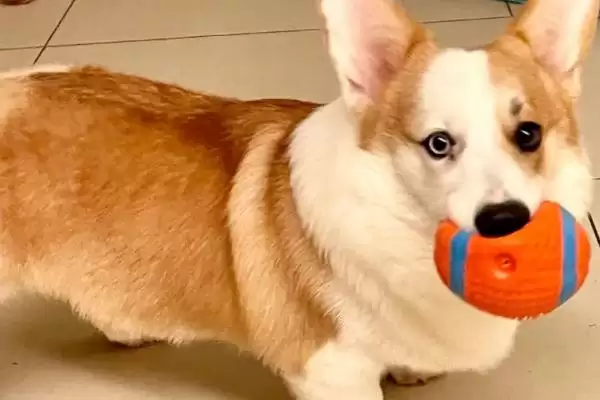 柯基幼犬的饲养注意事项 ,柯基幼犬饲养如何保护牙齿呢？插图5