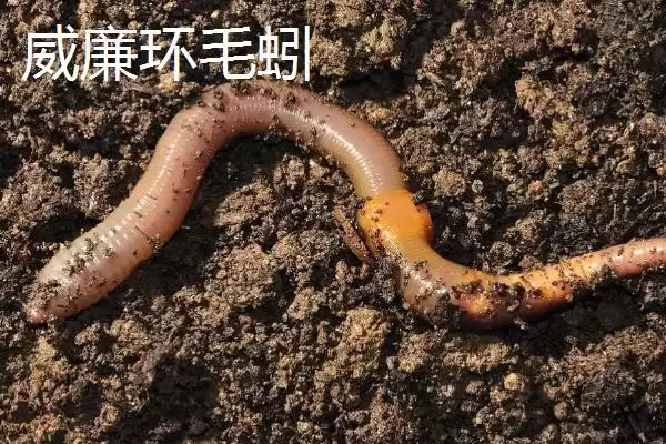 蚯蚓生存环境拓展：离开土壤也能生存的条件解析插图3