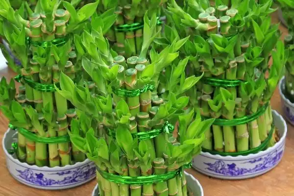 打顶后植物的生长情况 ,经过打顶的植物还能长高吗插图1