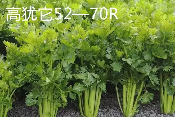 芹菜品种大揭秘：不同品种亩产量差异及特点插图5