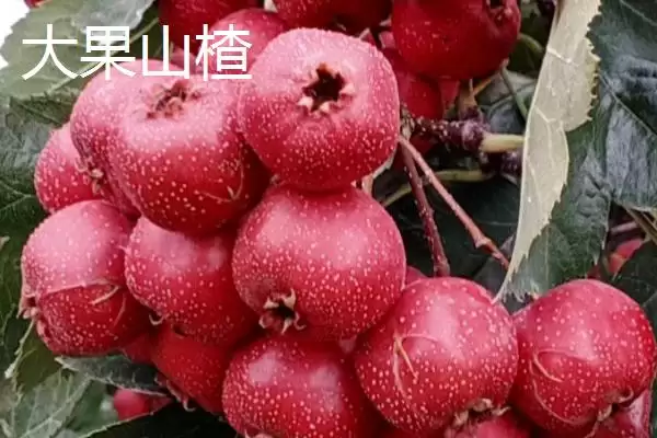 山楂树品种？认识山楂树品种要了解哪些关键的品种分类信息？插图6