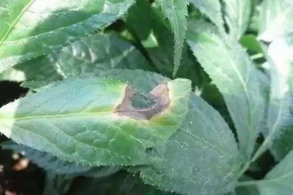 如何防治三七炭疽病?种植三七防治炭疽病要运用哪些有效措施?插图3 如何防治三七炭疽病?种植三七防治炭疽病要运用哪些有效措施?插图3