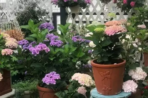 新手养花要注意的问题要点和关键提示？新手养花需关注哪些关键事项？插图3