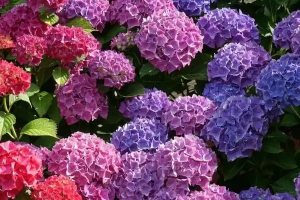 确定绣球花换盆月份的方法和重点？确定绣球花换盆月份要做好哪些细节？插图2