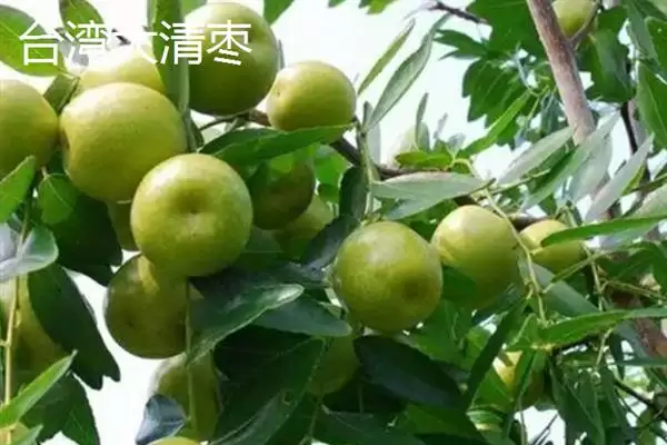 青枣成熟上市时间揭秘：不同品种上市时间差异原因插图1