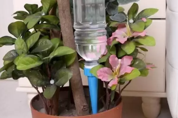 判断烟头水浇花能否杀虫的方法和重点?判断烟头水浇花能否杀虫要做好哪些细节?插图2 判断烟头水浇花能否杀虫的方法和重点?判断烟头水浇花能否杀虫要做好哪些细节?插图2