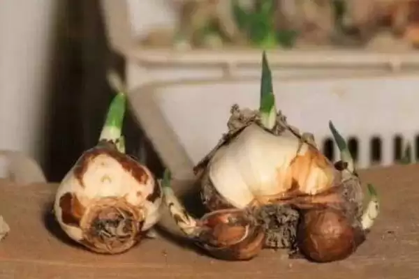 水仙花球开过花后如何处理?处理水仙花球花后要采取哪些有效的养护措施?插图1 水仙花球开过花后如何处理?处理水仙花球花后要采取哪些有效的养护措施?插图1