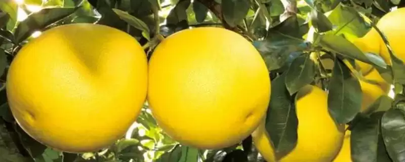 种植蜜柚促花保果的方法和要点？种植蜜柚花果管理需注意什么？-会东网