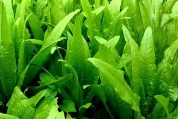 种植可致富蔬菜的种类和要点？种植致富蔬菜需关注哪些品种？插图2