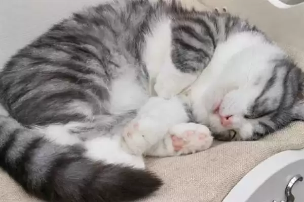 让猫咪变得粘人的方法？培养猫咪粘人习性要掌握哪些有效的互动和饲养方法？插图1