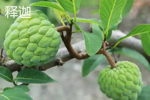 荔枝和释迦的区别 ,荔枝和释迦在哪些方面有不同？插图1