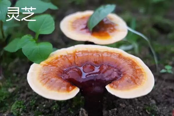 区分云芝和灵芝的方法和重点?区分云芝和灵芝要做好哪些细节?插图1 区分云芝和灵芝的方法和重点?区分云芝和灵芝要做好哪些细节?插图1