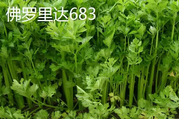 芹菜品种大揭秘：不同品种亩产量差异及特点插图7