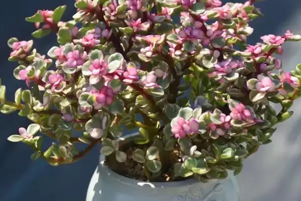 金枝玉叶的花语 ,金枝玉叶这种植物有何花语呢插图3