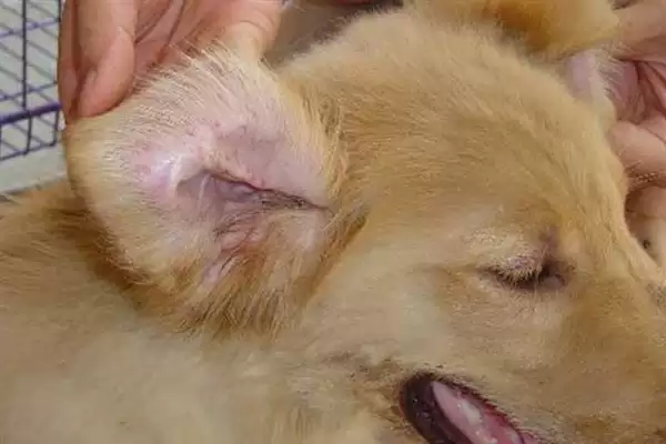犬瘟热病毒感染源揭秘:病犬和带毒犬的传播风险插图3 犬瘟热病毒感染源揭秘:病犬和带毒犬的传播风险插图3